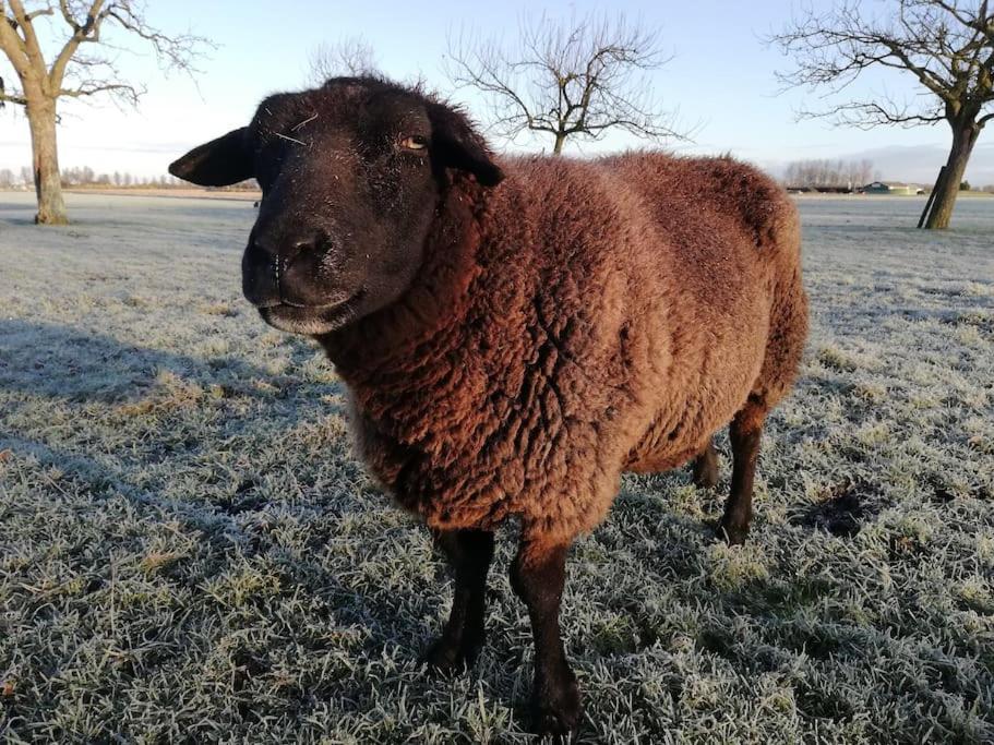 'T Winkeltje - Vakantiehuisje Op Boerderij Huize Blokland Hem Dış mekan fotoğraf