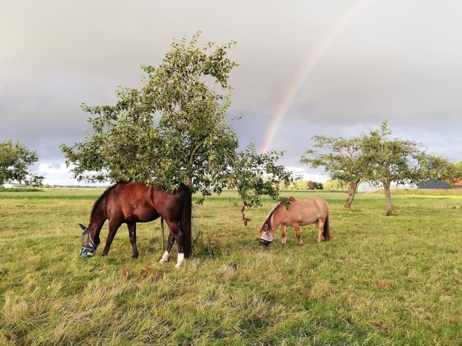 'T Winkeltje - Vakantiehuisje Op Boerderij Huize Blokland Hem Dış mekan fotoğraf